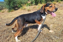 CELENTANO, Hund, Beagle-Mix in Italien - Bild 3