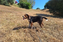 CELENTANO, Hund, Beagle-Mix in Italien - Bild 4