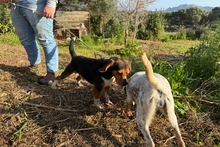 CELENTANO, Hund, Beagle-Mix in Italien - Bild 5