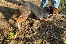 CELENTANO, Hund, Beagle-Mix in Italien - Bild 6