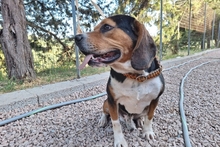 CELENTANO, Hund, Beagle-Mix in Italien - Bild 7
