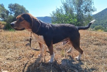 CELENTANO, Hund, Beagle-Mix in Italien - Bild 8
