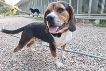 CELENTANO, Hund, Beagle-Mix in Italien - Bild 9
