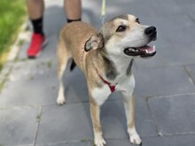 VIDRA, Hund, Mischlingshund in Rumänien - Bild 1