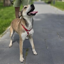 VIDRA, Hund, Mischlingshund in Rumänien - Bild 10