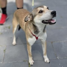 VIDRA, Hund, Mischlingshund in Rumänien - Bild 12