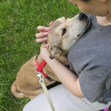 VIDRA, Hund, Mischlingshund in Rumänien - Bild 16