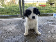 ZIGGY, Hund, Mischlingshund in Griechenland - Bild 1