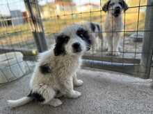 ZIGGY, Hund, Mischlingshund in Griechenland - Bild 2