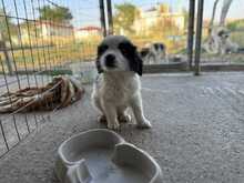 ZIGGY, Hund, Mischlingshund in Griechenland - Bild 3