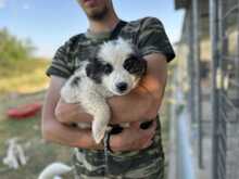 ZIGGY, Hund, Mischlingshund in Griechenland - Bild 5