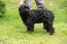 FENYESZSO, Hund, Puli-Mix in Ungarn - Bild 10