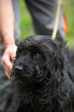 FENYESZSO, Hund, Puli-Mix in Ungarn - Bild 2