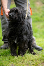 FENYESZSO, Hund, Puli-Mix in Ungarn - Bild 3