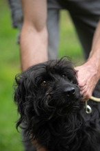FENYESZSO, Hund, Puli-Mix in Ungarn - Bild 4
