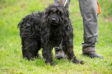FENYESZSO, Hund, Puli-Mix in Ungarn - Bild 5