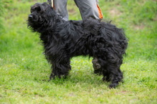 FENYESZSO, Hund, Puli-Mix in Ungarn - Bild 6
