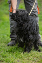 FENYESZSO, Hund, Puli-Mix in Ungarn - Bild 7