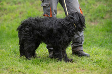 FENYESZSO, Hund, Puli-Mix in Ungarn - Bild 8