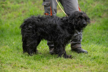 FENYESZSO, Hund, Puli-Mix in Ungarn - Bild 9