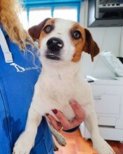 GIORGIA, Hund, Jack Russell Terrier in Weilburg - Bild 1