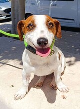 GIORGIA, Hund, Jack Russell Terrier in Weilburg - Bild 10