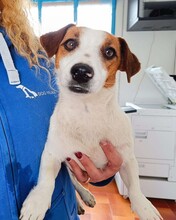 GIORGIA, Hund, Jack Russell Terrier in Weilburg - Bild 11