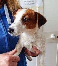 GIORGIA, Hund, Jack Russell Terrier in Weilburg - Bild 12