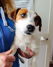GIORGIA, Hund, Jack Russell Terrier in Weilburg - Bild 13