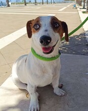GIORGIA, Hund, Jack Russell Terrier in Weilburg - Bild 2
