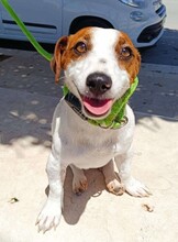 GIORGIA, Hund, Jack Russell Terrier in Weilburg - Bild 3