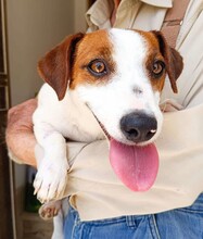 GIORGIA, Hund, Jack Russell Terrier in Weilburg - Bild 4