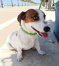 GIORGIA, Hund, Jack Russell Terrier in Weilburg - Bild 5