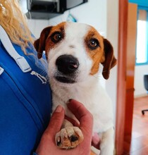 GIORGIA, Hund, Jack Russell Terrier in Weilburg - Bild 6