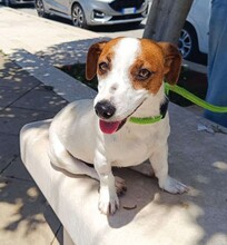 GIORGIA, Hund, Jack Russell Terrier in Weilburg - Bild 8