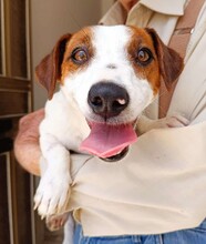GIORGIA, Hund, Jack Russell Terrier in Weilburg - Bild 9
