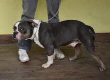 BERTINO, Hund, Mischlingshund in Italien - Bild 10