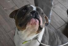 BERTINO, Hund, Mischlingshund in Italien - Bild 2