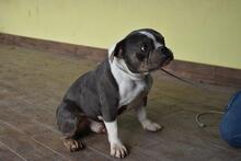 BERTINO, Hund, Mischlingshund in Italien - Bild 3