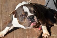 BERTINO, Hund, Mischlingshund in Italien - Bild 5