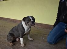 BERTINO, Hund, Mischlingshund in Italien - Bild 6