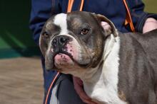 BERTINO, Hund, Mischlingshund in Italien - Bild 7