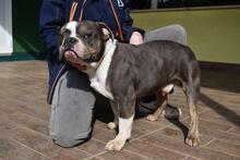 BERTINO, Hund, Mischlingshund in Italien - Bild 8