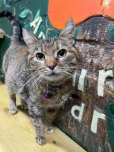 TIGRA, Katze, Europäisch Kurzhaar in Ukraine - Bild 1