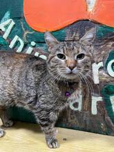 TIGRA, Katze, Europäisch Kurzhaar in Ukraine - Bild 2