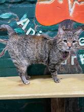 TIGRA, Katze, Europäisch Kurzhaar in Ukraine - Bild 3