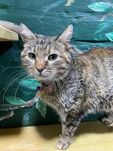 TIGRA, Katze, Europäisch Kurzhaar in Ukraine - Bild 4