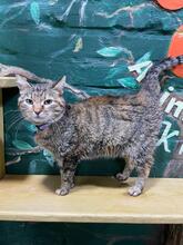 TIGRA, Katze, Europäisch Kurzhaar in Ukraine - Bild 5