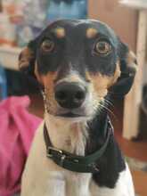 LOLITA, Hund, Bodeguero Andaluz Mix in Spanien - Bild 1