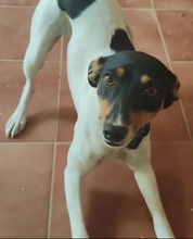 LOLITA, Hund, Bodeguero Andaluz Mix in Spanien - Bild 2